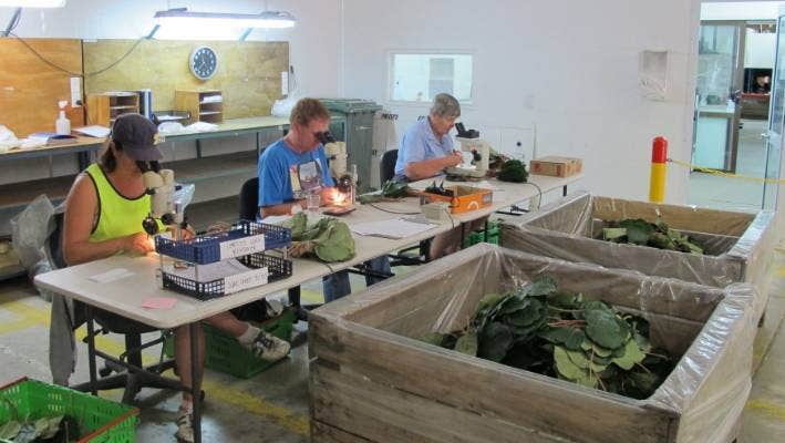 growers are claiming losses of $376.4 million in a case 新西兰猕猴桃溃疡病灾害的后遗症 部分业主获得政府赔偿