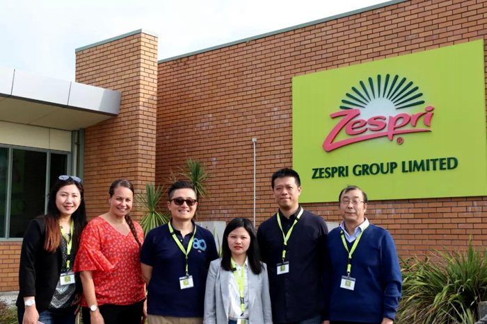 国内猕猴桃业者参观佳沛总部 四川广元市苍溪县迎来连续三个月的红心猕猴桃采摘季