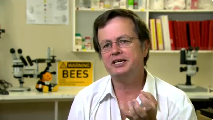 蜜蜂造访多少次才能给猕猴桃完成授粉？Dr Mark Goodwin论文结论