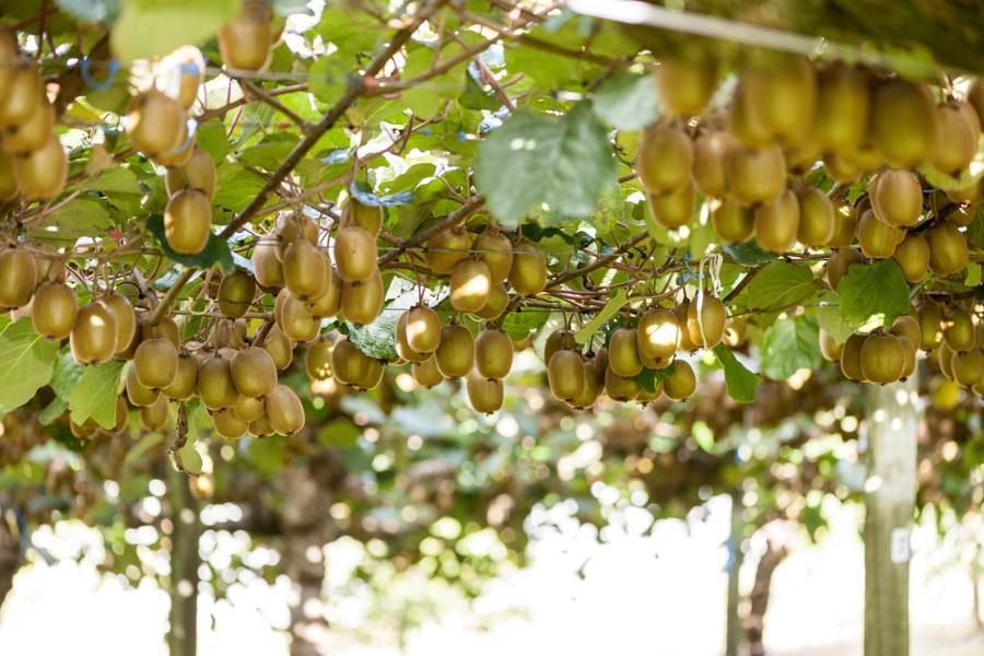 如何选择优质的猕猴桃花粉？遵义市播宏猕猴桃果业公司花粉