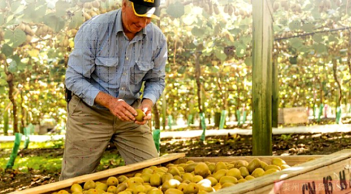 iFresh亚果会团队到新西兰佳沛访问 参观阳光金果果园