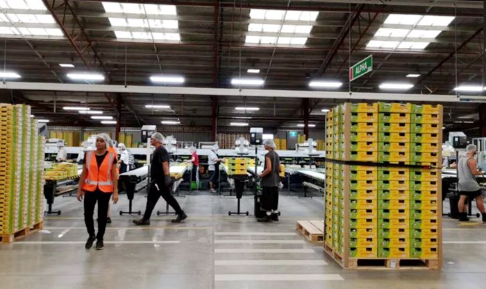 新西兰旅游时候在猕猴桃包装厂的工作