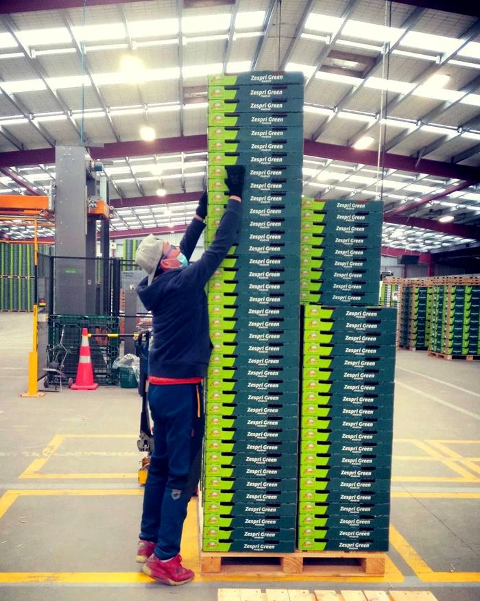 新西兰旅游时候在猕猴桃包装厂的工作