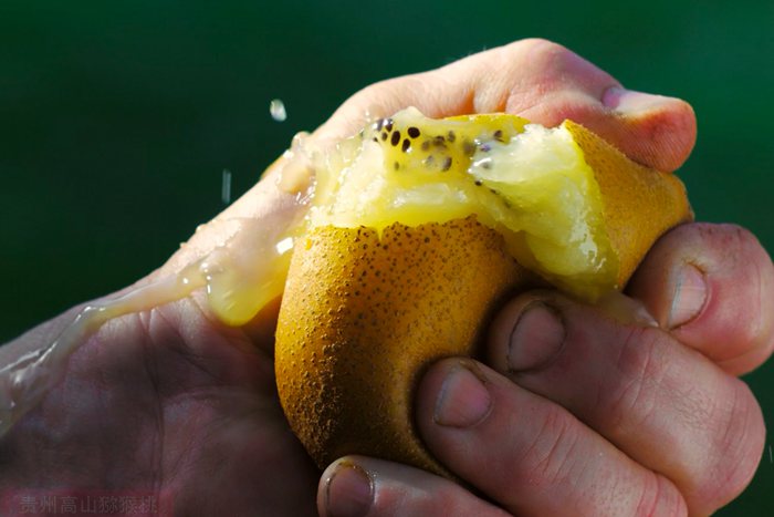 Police probe into Zespri-owned sungold kiwifruit plant material sent to China 警方调研阳光金果流入中国