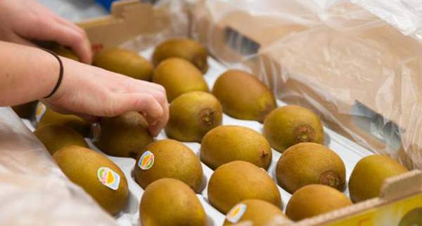 阳光金果 怎样提升猕猴桃的产量?瓦拉格罗帮助新西兰果农提升阳光金果效益