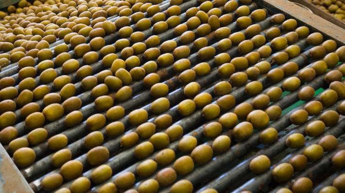 growers are claiming losses of $376.4 million in a case 新西兰猕猴桃溃疡病灾害的后遗症 部分业主获得政府赔偿