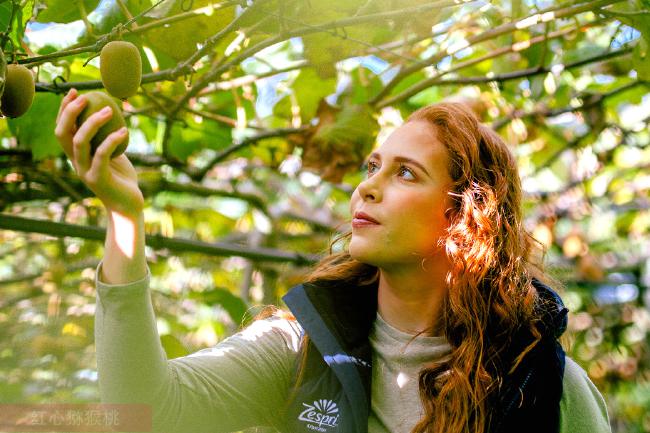 2021年佳沛将首次在中国市场限量推出佳沛新品珍果——红果奇异果