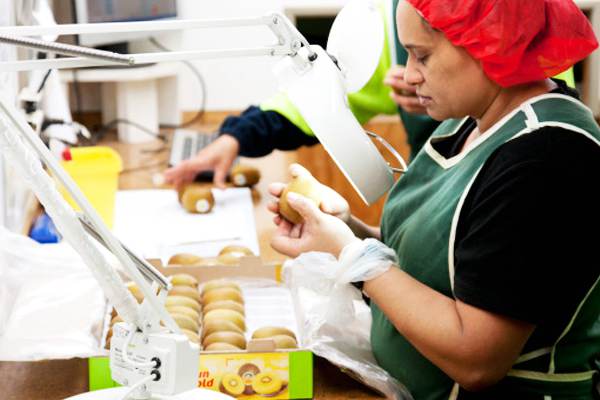 了解一下新西兰的猕猴桃采收和“早采”