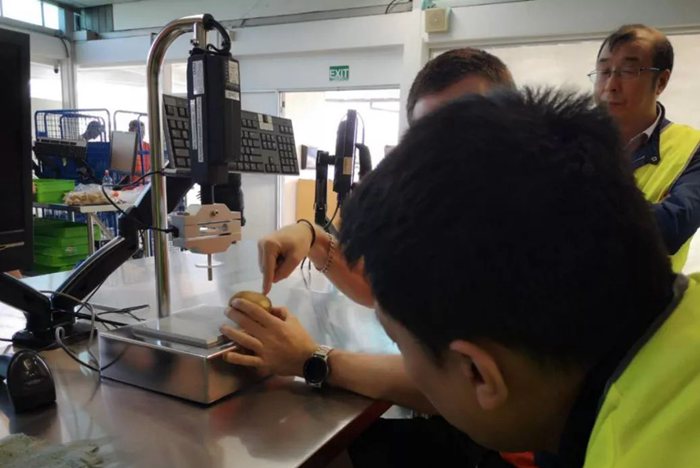 iFresh亚果会团队到新西兰佳沛访问 参观阳光金果果园