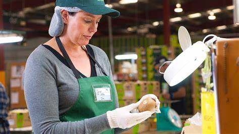 听专家给你介绍猕猴桃和奇异果的差别区别，消费者如何选择