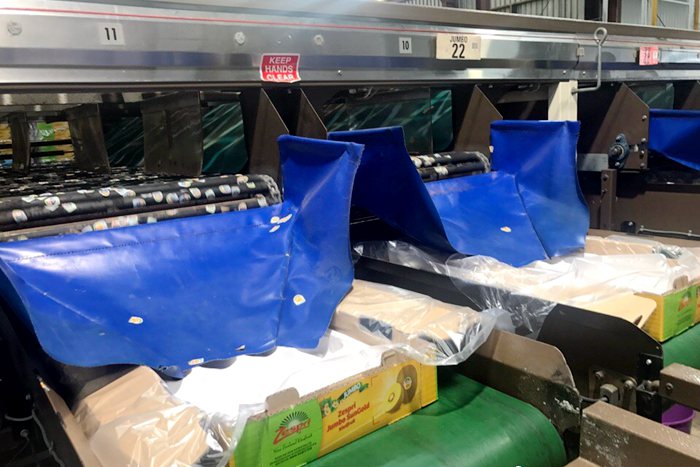 Kiwifruit sorting line 四川广元市苍溪县迎来连续三个月的红心猕猴桃采摘季