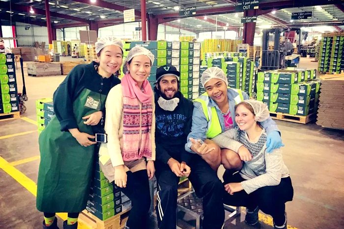 去新西兰猕猴桃果园找工作打工度假户外工信息大汇总