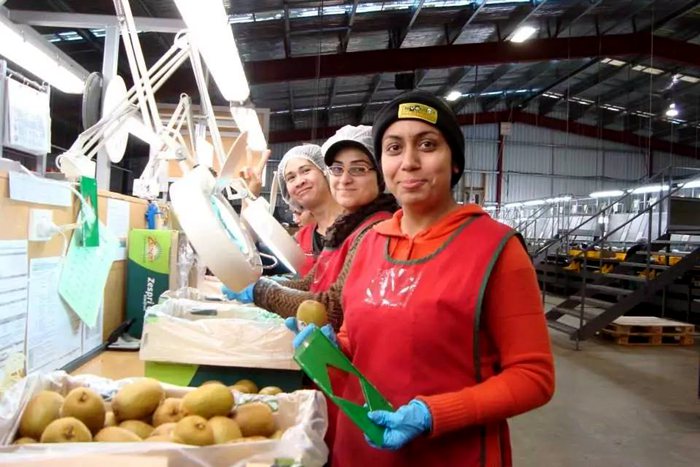 早采猕猴桃列入信用黑名单？维护产品声誉应节制权力介入、多用市场手段