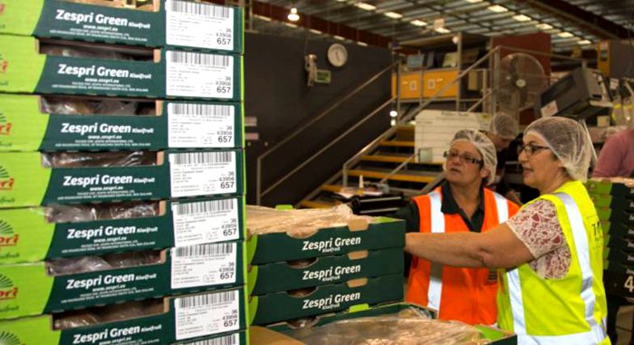 新西兰奇异果包装厂 四川广元市苍溪县迎来连续三个月的红心猕猴桃采摘季