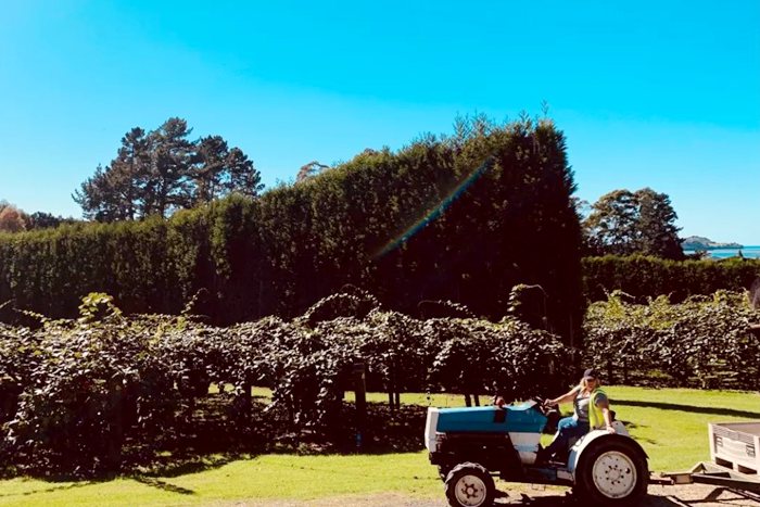 去新西兰猕猴桃果园找工作打工度假户外工信息大汇总