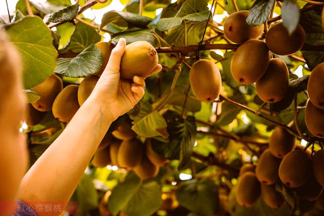 丰产的阳光金果G3猕猴桃果园 四川广元苍溪:网络搭桥“小书记”代言晚熟有机红心猕猴桃和黄心猕猴桃