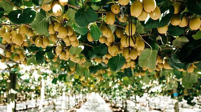 阳光金果挂满枝头 四川省资阳区奇异果基地的果园内猕猴桃果实