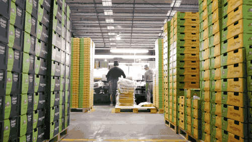 新西兰旅游时候在猕猴桃包装厂的工作