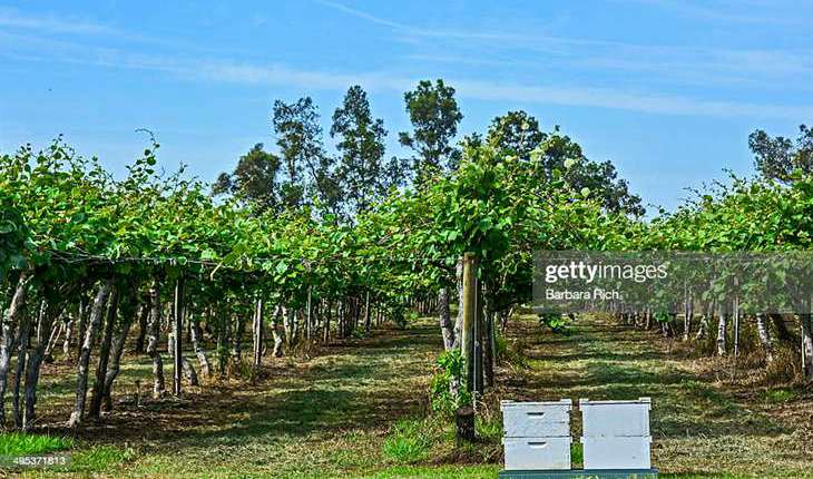 专业猕猴桃种植者的选择 播宏猕猴桃花粉