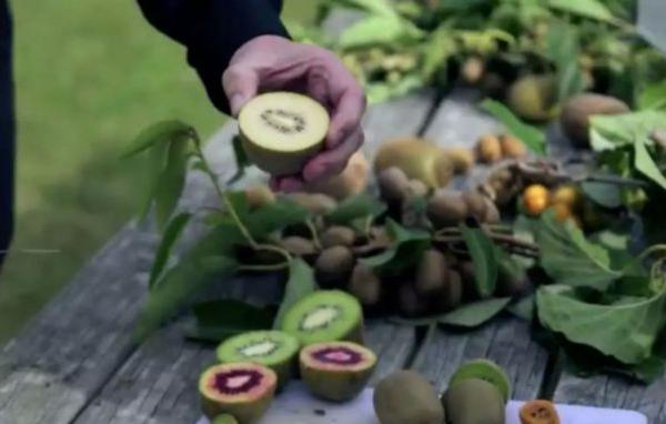 iFresh亚果会团队到新西兰佳沛访问 参观阳光金果果园