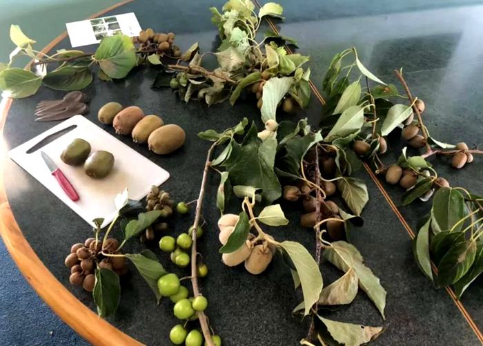 iFresh亚果会团队到新西兰佳沛访问 参观阳光金果果园