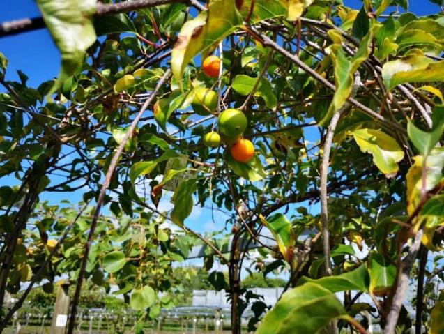 iFresh亚果会团队到新西兰佳沛访问 参观阳光金果果园