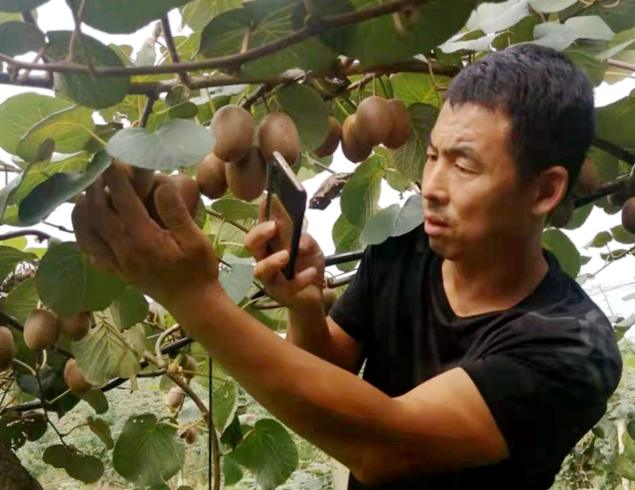 高昊煜 高昊煜老师以实验为依据探讨猕猴桃授粉技术