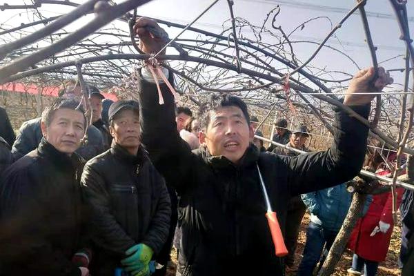 青年猕猴桃专家高昊昱到陕西眉县教授猕猴桃种植技术