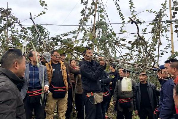 猕猴桃专家高昊昱 西北农林科技大学猕猴桃试验站新西兰专家高昊昱进行技术讲解