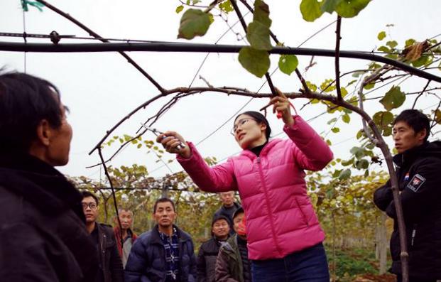 猕猴桃陈美艳 第六届全国猕猴桃产业技术培训会线上召开