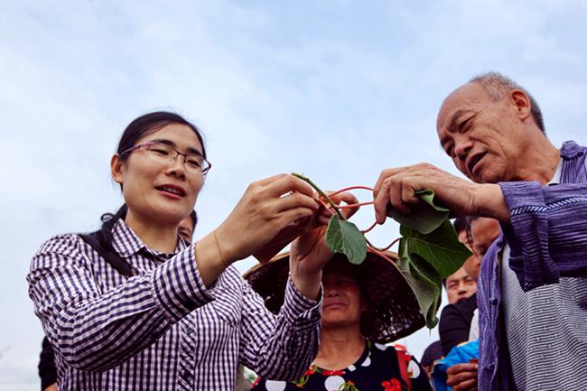 猕猴桃陈美艳 第六届全国猕猴桃产业技术培训会线上召开