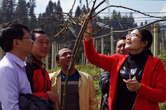 猕猴桃陈美艳 第六届全国猕猴桃产业技术培训会线上召开