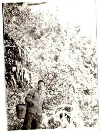 中国猕猴桃的“觉醒年代”