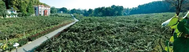 中国猕猴桃的“觉醒年代”