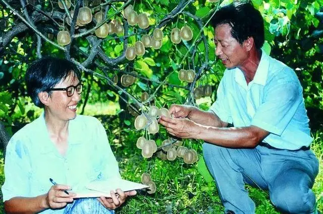 中国猕猴桃的“觉醒年代”