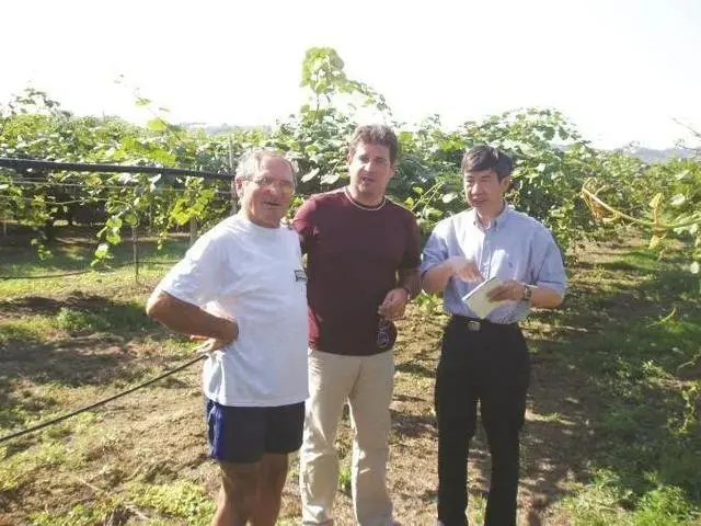 中国猕猴桃的“觉醒年代”