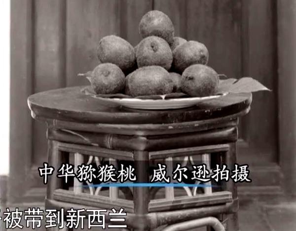 中国猕猴桃的“觉醒年代”