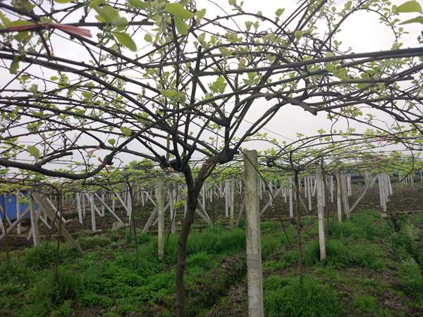 猕猴桃雄株倍性差异与花粉性状的相关性分析