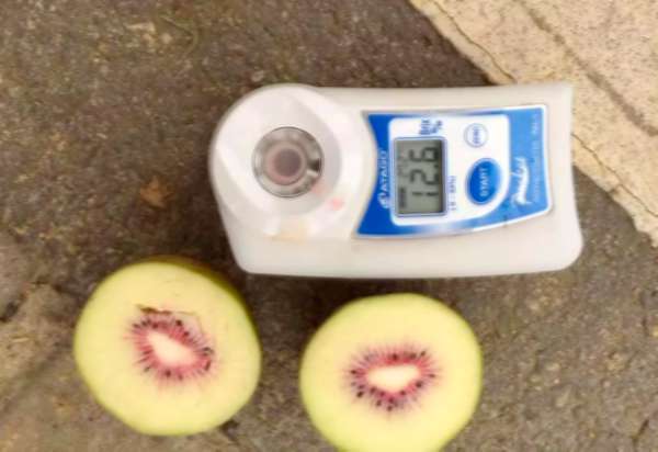 分清国产猕猴桃和进口奇异果的这六大不同点