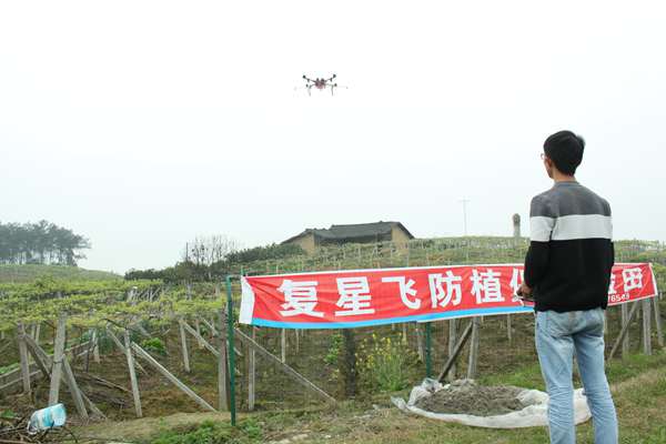 红心猕猴桃 大疆 T10 农业无人飞机猕猴桃授粉案例:7 小时 200 亩,远超人工