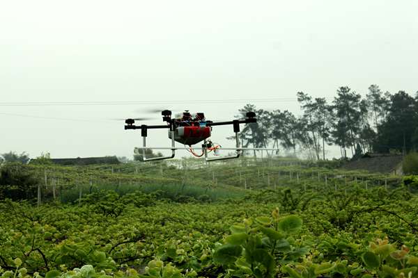 无人机在猕猴桃果园应用 大疆 T10 农业无人飞机猕猴桃授粉案例:7 小时 200 亩,远超人工