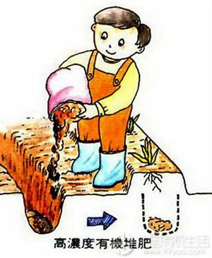 各种有机肥沤制与配肥施放技巧