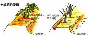 各种有机肥沤制与配肥施放技巧