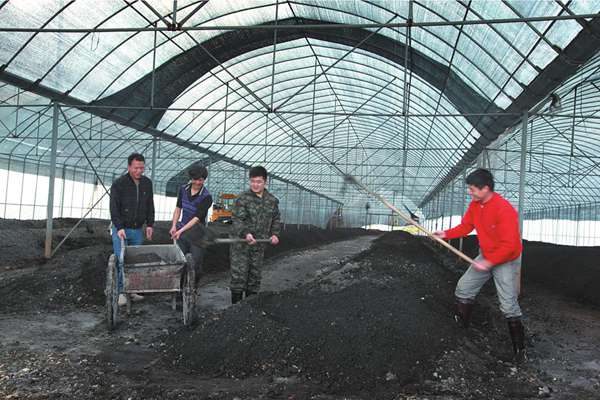 猕猴桃有机肥 各种有机肥沤制与配肥施放技巧