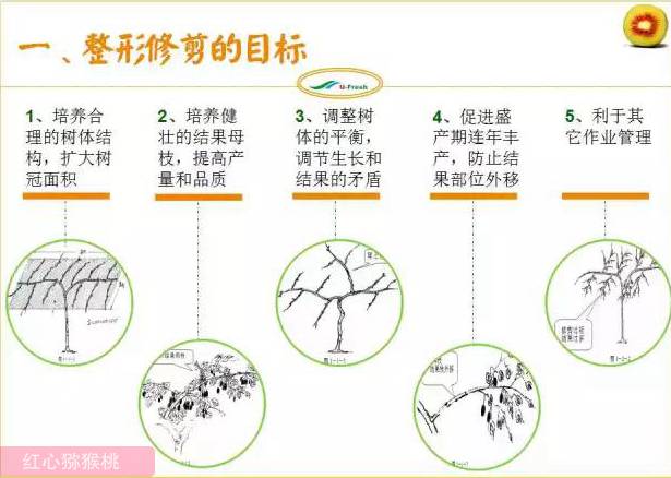 红心猕猴桃冬季整形修剪