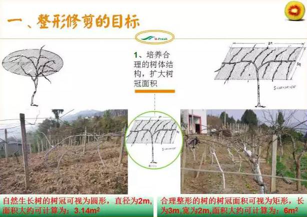 红心猕猴桃冬季整形修剪