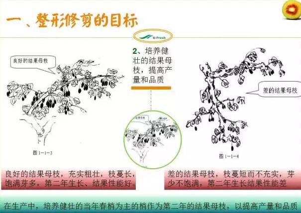 红心猕猴桃冬季整形修剪