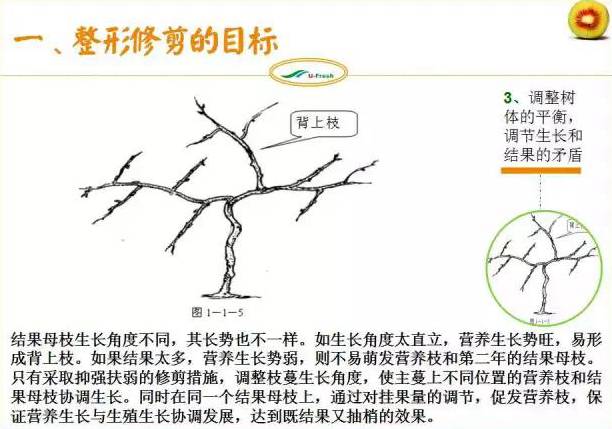 红心猕猴桃冬季整形修剪