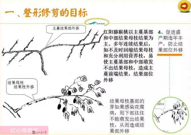 红心猕猴桃冬季整形修剪