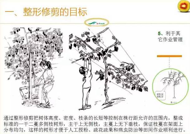 红心猕猴桃冬季整形修剪